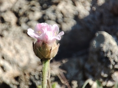Armeria pubigera