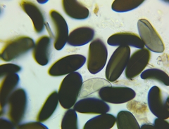 Rosellinia corticium