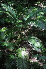 Calamus siphonospathus sublaevis