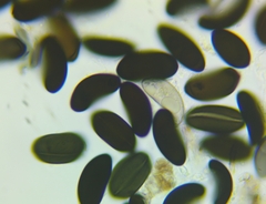 Rosellinia corticium