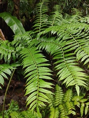 Angiopteris fokiensis