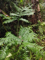 Angiopteris fokiensis