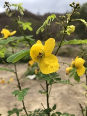 Senna pallida