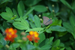 Cissia