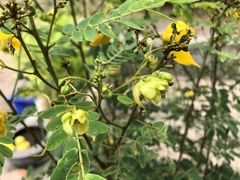 Senna pallida