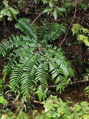 Angiopteris fokiensis