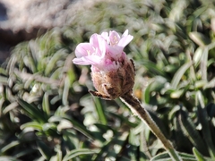Armeria pubigera