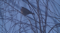 Passeriformes