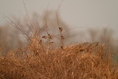 Lonchura punctulata