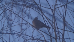 Passeriformes