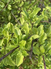 Stachytarpheta mutabilis