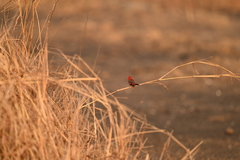 Amandava amandava