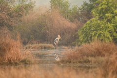 Mycteria leucocephala