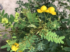 Senna pallida