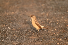 Saxicola maurus