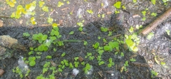 Lemna minor