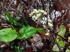 Persicaria chinensis