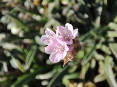 Armeria pubigera