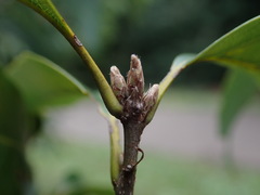 Quercus salicina
