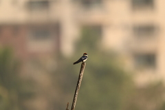 Hirundo smithii