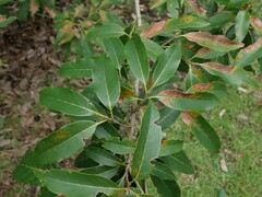 Quercus salicina