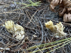 Clavulina coralloides