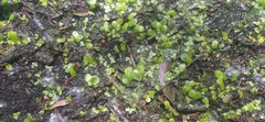 Lemna minor