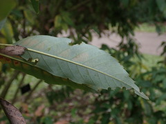 Quercus salicina