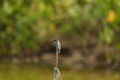 Alcedo atthis