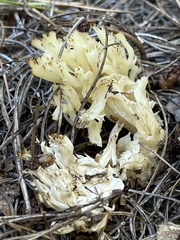 Clavulina coralloides