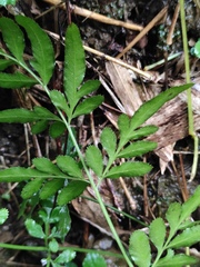 Pteris ensiformis
