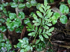 Pteris ensiformis