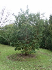 Quercus salicina