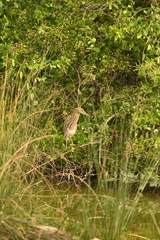 Ardeola grayii