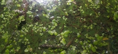 Lemna minor