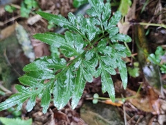 Pteris ensiformis