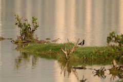 Tringa totanus