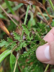 Lygodium japonicum