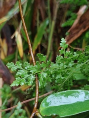 Lygodium japonicum