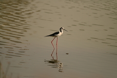 Himantopus himantopus