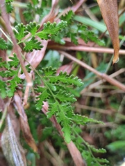Lygodium japonicum
