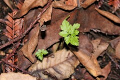 Osmorhiza berteroi