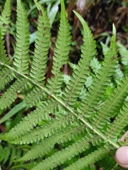 Cyclosorus interruptus