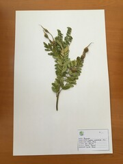 Sophora macrocarpa