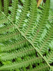 Cyclosorus interruptus