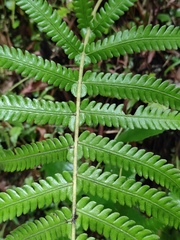 Cyclosorus interruptus