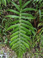 Cyclosorus interruptus