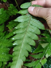 Diplazium esculentum