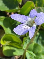 Viola floridana