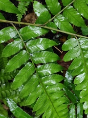 Diplazium esculentum